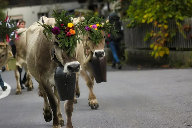 “Uzziedēšana” Lēdurgā bez maksas līdz 30. septembrim