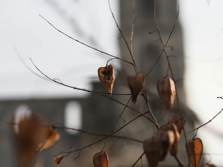 Miķeļdiena 29. septembrī: baznīcas svētki un rudens paražas